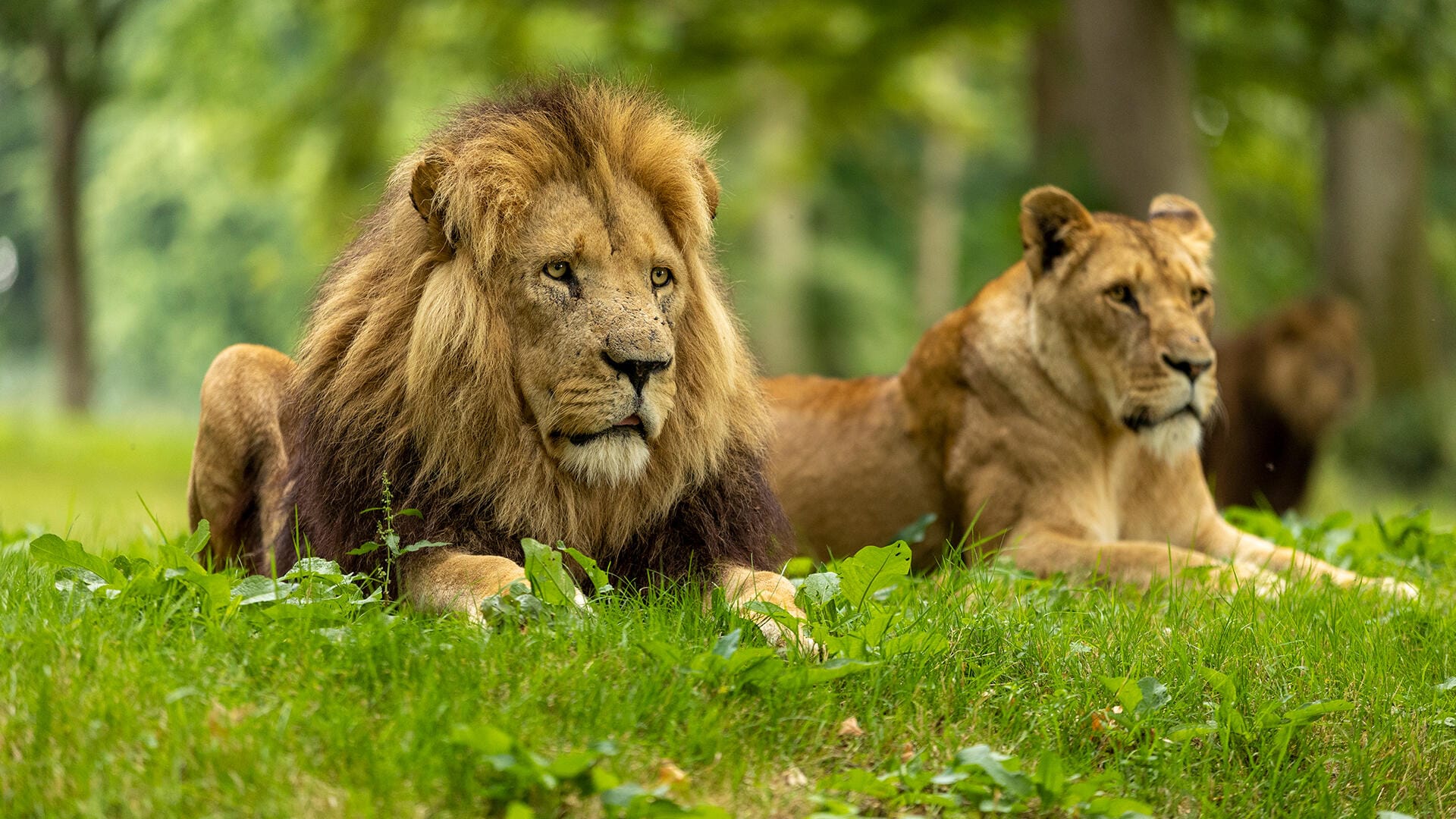 Longleat February Half Term Woolley Grange Wiltshire